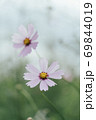 コスモスのクローズアップ 69844019