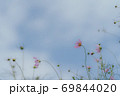 青空背景のコスモス 69844020