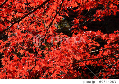 紅葉する生田緑地 紅葉する生田緑地 69844083