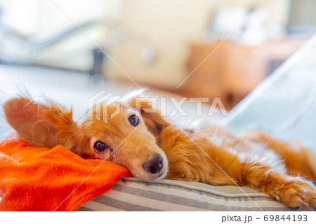 ダックスフント 69844193