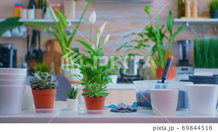 Plants for house gardening Plants for house gardening 69844516