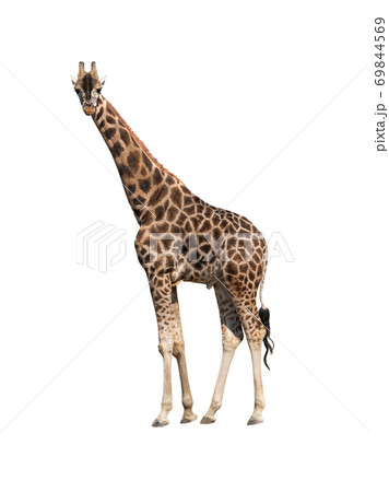 Giraffe isolated on a white background. 69844569