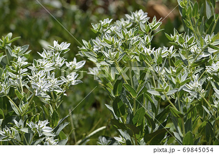 ハツユキソウ(初雪草) ハツユキソウ(初雪草) 69845054