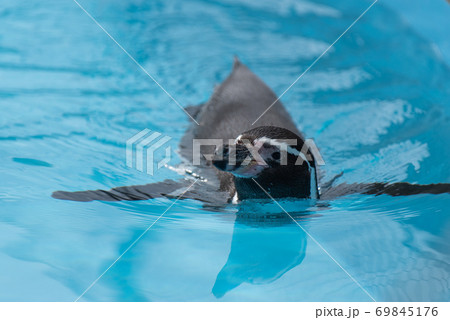 泳ぐペンギン 69845176