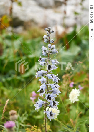 pale blue delphinium inflorescence on a blurred background 69845283