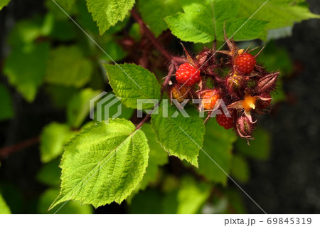 エビガライチゴの果実 エビガライチゴの果実 69845319