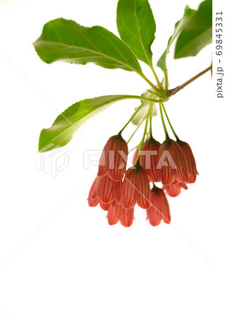 ベニサラサドウダンの花 69845331