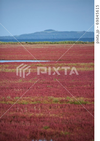 能取湖サンゴ草群落(北海道網走市卯原内) 能取湖サンゴ草群落(北海道網走市卯原内) 69845615