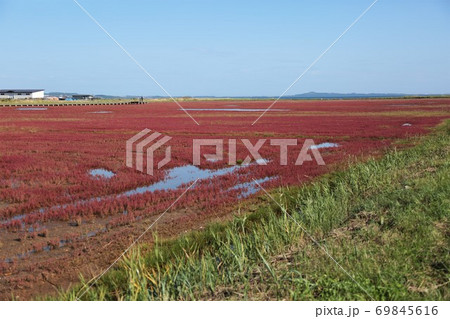 能取湖サンゴ草群落（北海道網走市卯原内） 69845616