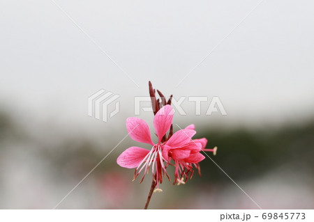 ピンクアカバナ 植物 花 69845773