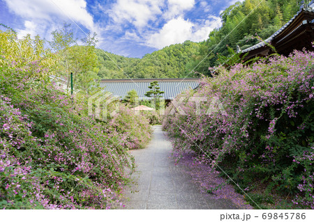 四国を代表する萩の名所　最明寺 69845786