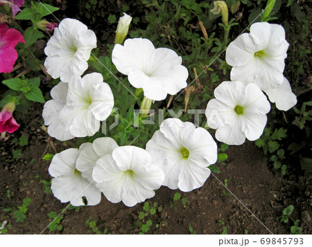 白いペチュニアの花の写真素材