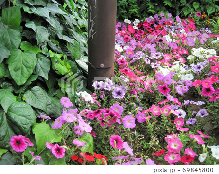 カラフルなペチュニアの花とアイビーの写真素材