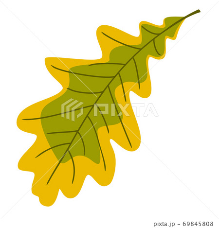 Colorful autumn oak leaf 69845808