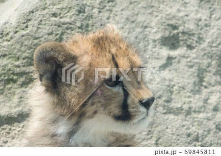 チーターの子供 69845811