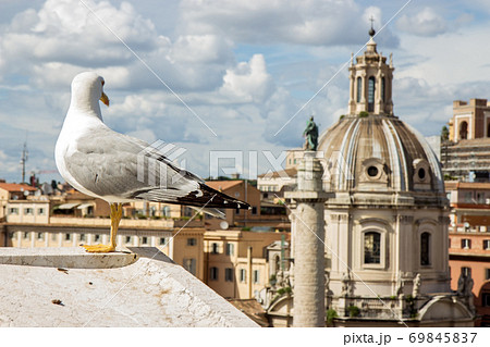 gull on the outlook above historical center of Rome 69845837