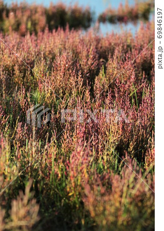 サンゴ草(北海道網走市卯原内) サンゴ草(北海道網走市卯原内) 69846197