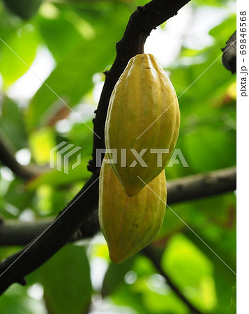 カカオ カカオ 69846568