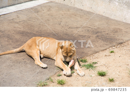 骨をかじるメスライオン 骨をかじるメスライオン 69847235