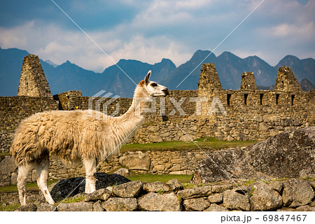 マチュピチュとラマ 69847467