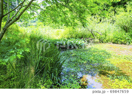 初夏の東京都立小山台緑地 アサザ池 初夏の東京都立小山台緑地 アサザ池 69847659