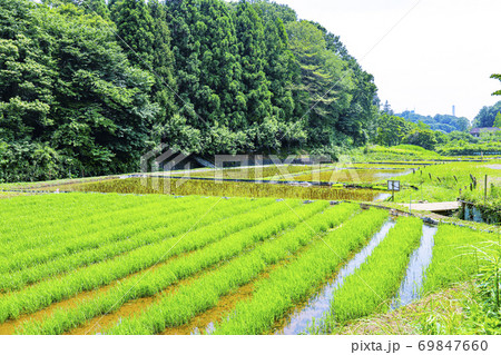 初夏の東京都立小山台緑地から望む里山の風景 69847660