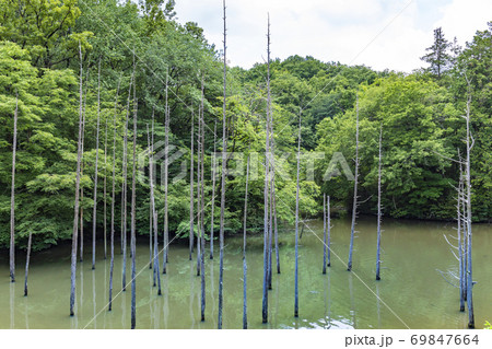 初夏の東京都立小山内裏公園 大田切池 初夏の東京都立小山内裏公園 大田切池 69847664