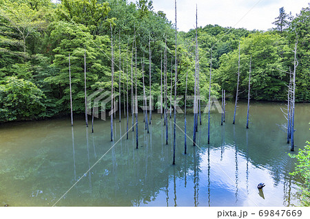 初夏の東京都立小山内裏公園　大田切池 69847669