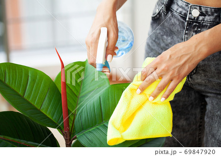 Professional cleaning lady cleans table using a sponge and spray 69847920
