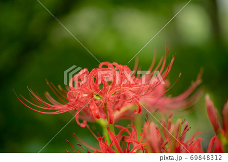 彼岸花 69848312