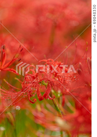 彼岸花 69848330