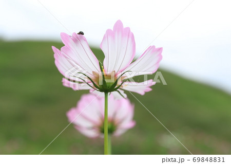 コスモスの花びらに隠れた虫たち 69848831