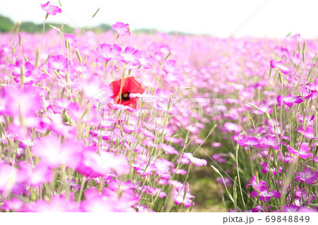 麦なでしこの花 麦なでしこの花 69848849