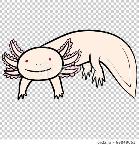 Axolotl With A Smiling Smile On The Front Face Stock Illustration