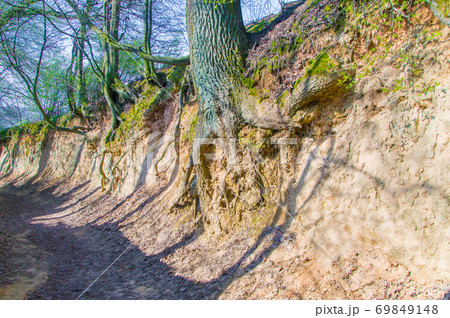 Alley with tree roots near Kazimierz Dolny. 69849148