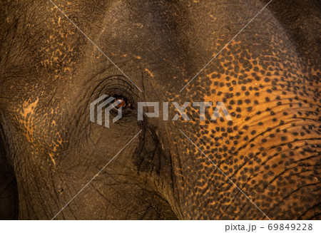 close up elephant 69849228