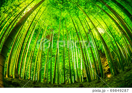 京都 高台寺の壮大な竹林 ライトアップの写真素材