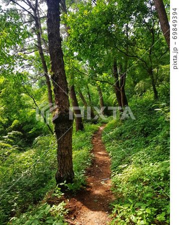 森林 夏 森 69849394