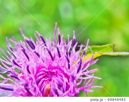 ノアザミの雄性期、湧き出る花粉 ノアザミの雄性期、湧き出る花粉 69849483