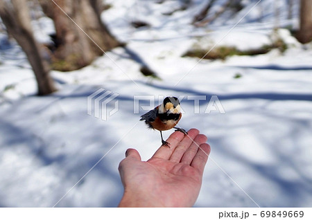 ヤマガラ ヤマガラ 69849669