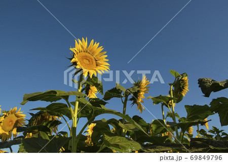 Sunflower plantation.La Pampa Argentina 69849796