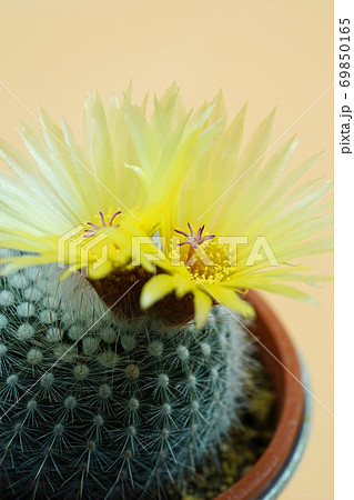 美しい花サボテン　銀小町 69850165