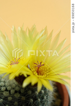 美しい花サボテン　銀小町 69850168