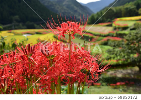 棚田を飾るヒガンバナの花 69850172
