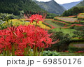 棚田を飾るヒガンバナの花 69850176