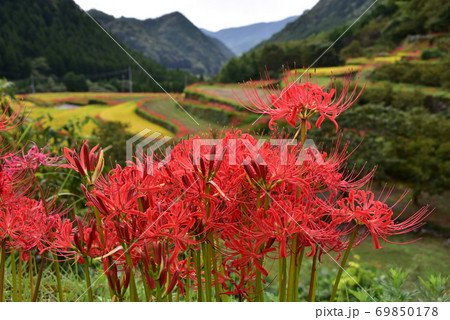 棚田を飾るヒガンバナの花 69850178