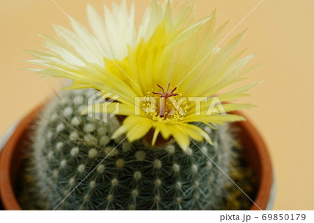美しい花サボテン　銀小町 69850179