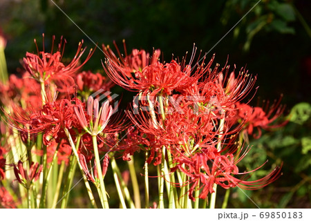赤い色が映えるヒガンバナの花 赤い色が映えるヒガンバナの花 69850183