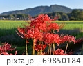 水田地帯に咲くヒガンバナ 69850184