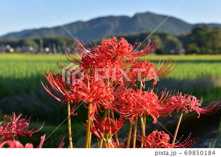 水田地帯に咲くヒガンバナ 水田地帯に咲くヒガンバナ 69850184